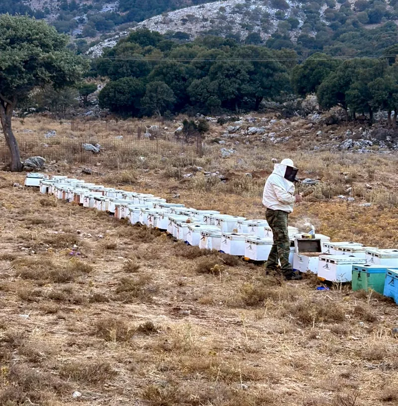 Μελισσοκόμος με το καπνιστήρι φροντίζει τις κυψέλες μας, σε ορεινή πλαγιά της Κρήτης